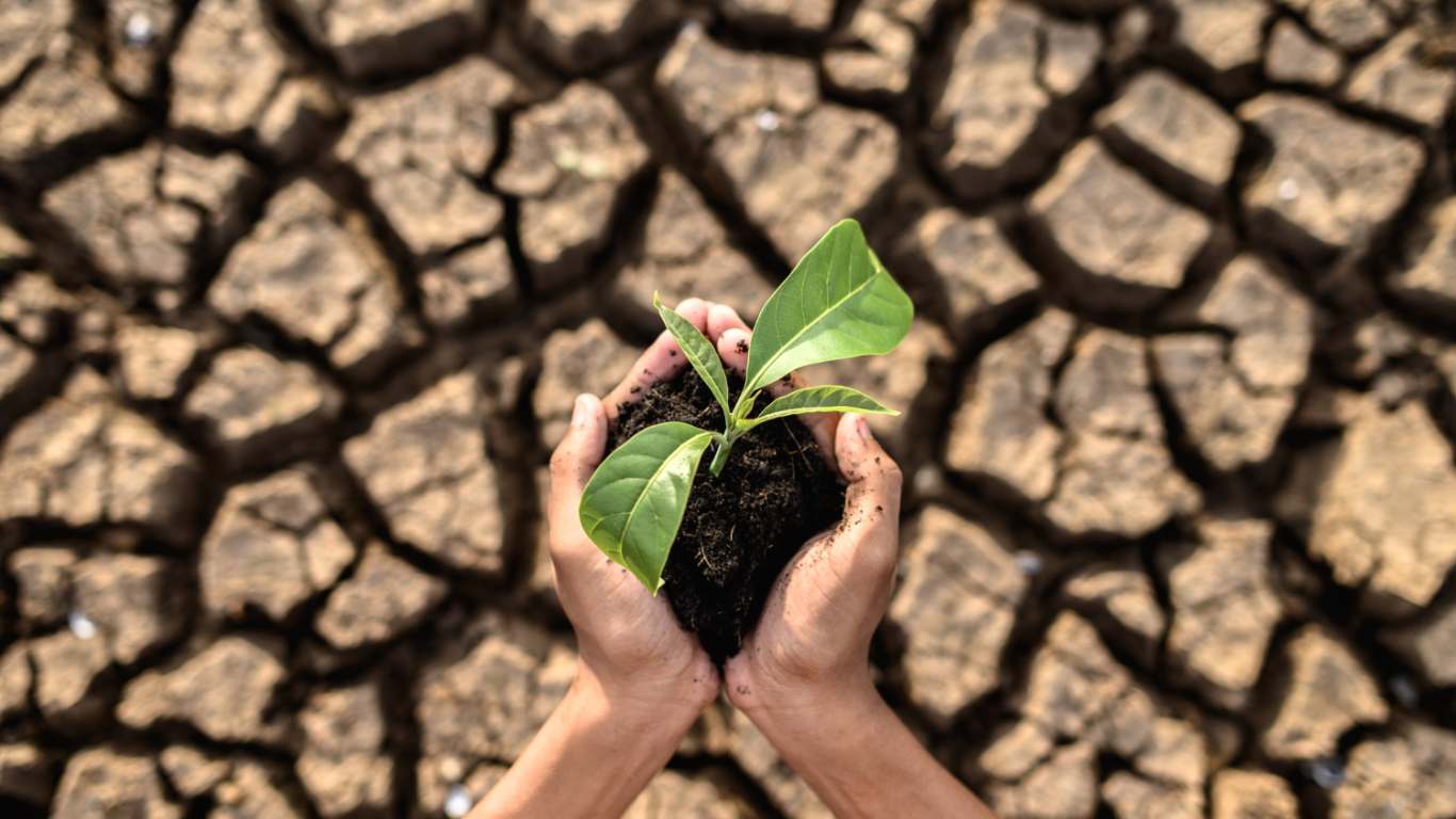 imagem de uma seca com uma planta