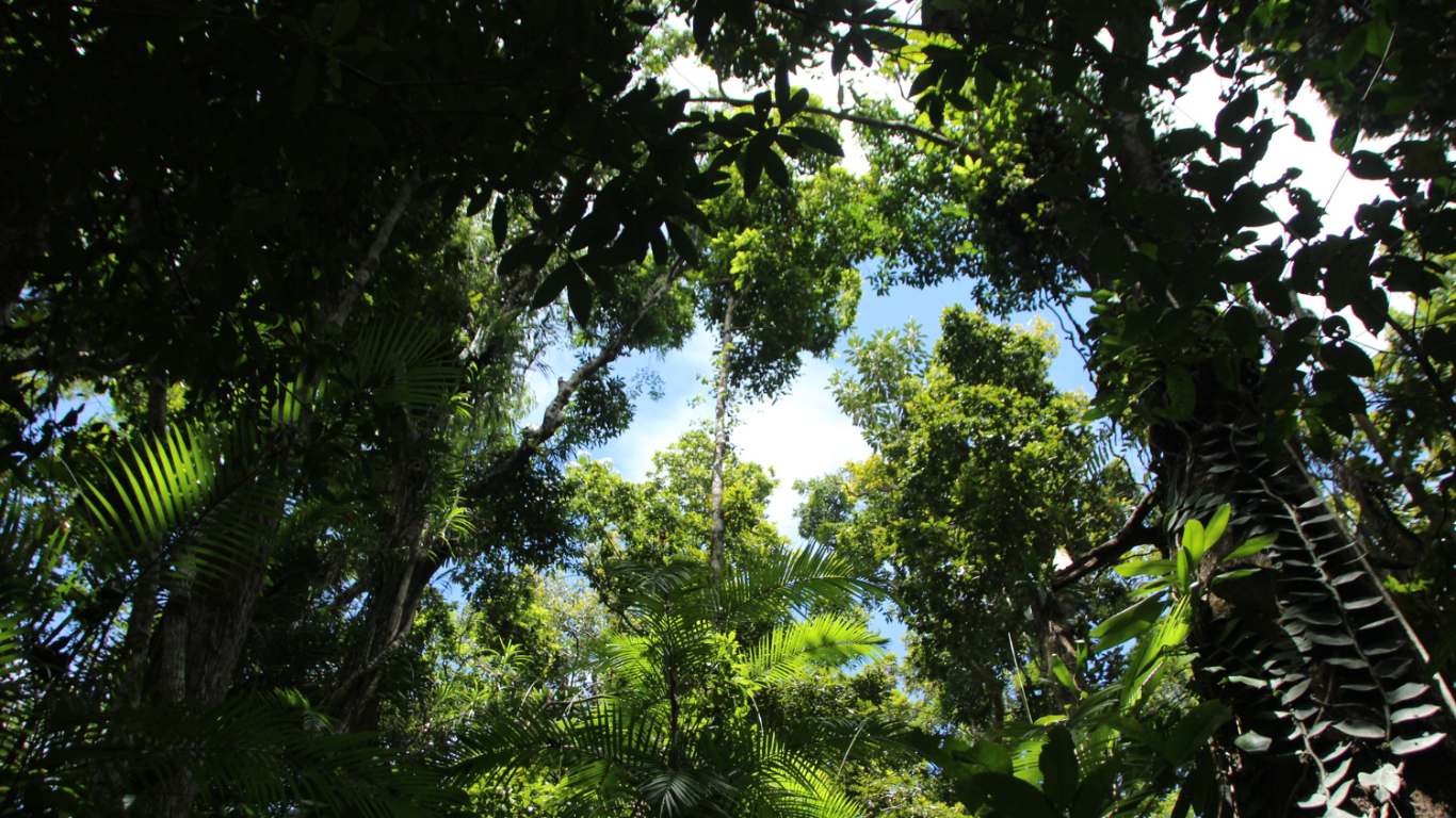 imagem de uma floresta